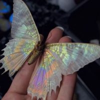 The ButterflyBabe!
